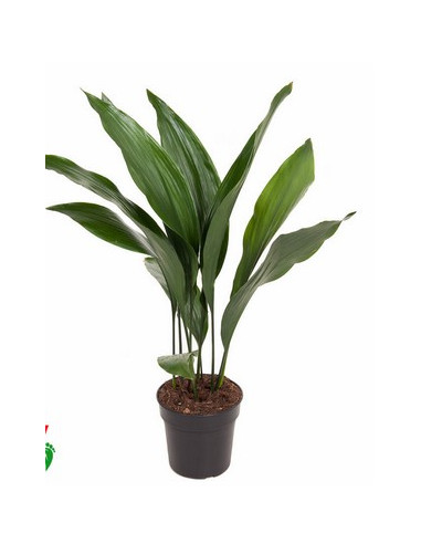 ASPIDISTRA ELATIOR T3LT