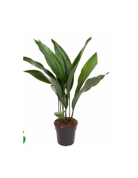 ASPIDISTRA ELATIOR T3LT