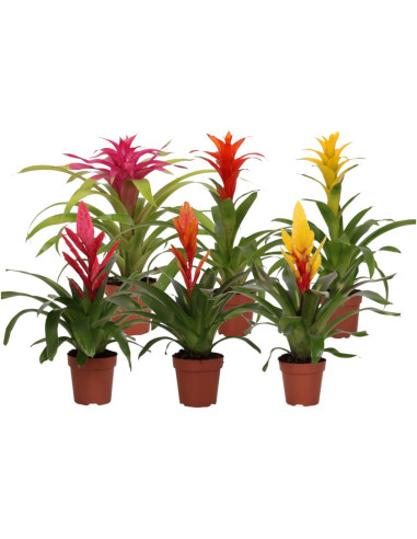 BROMELIA MIX T12CM