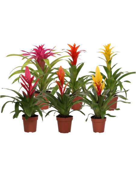 BROMELIA MIX T12CM