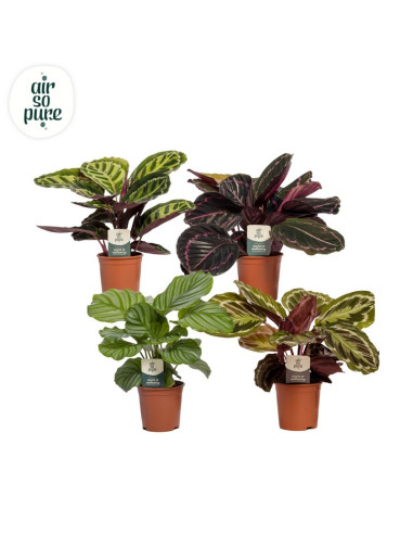 CALATHEA MIX T14CM