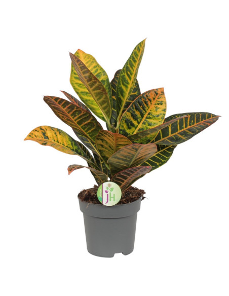 CROTON PETRA T14CM