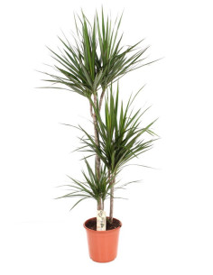 DRACAENA MARGINATA T22CM 90/60/30/15CM