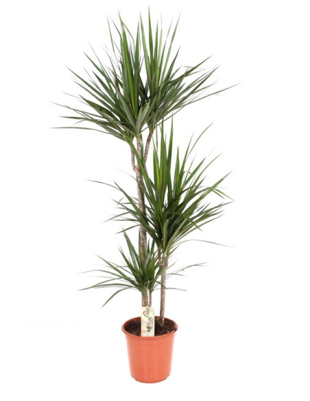 DRACAENA MARGINATA T22CM 90/60/30/15CM