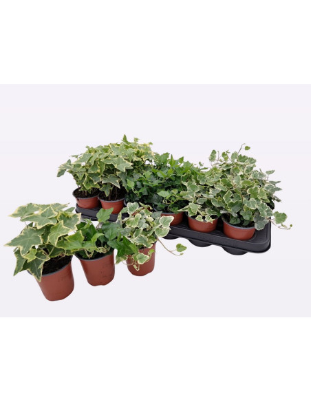 HEDERA MIX IMP T9CM