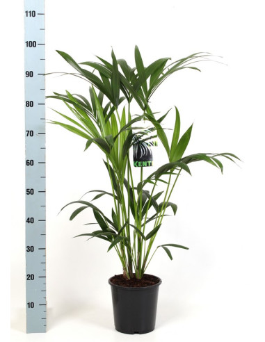 KENTIA 100CM T17CM
