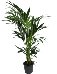 KENTIA 140CM T19CM