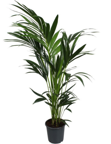 KENTIA 140CM T19CM