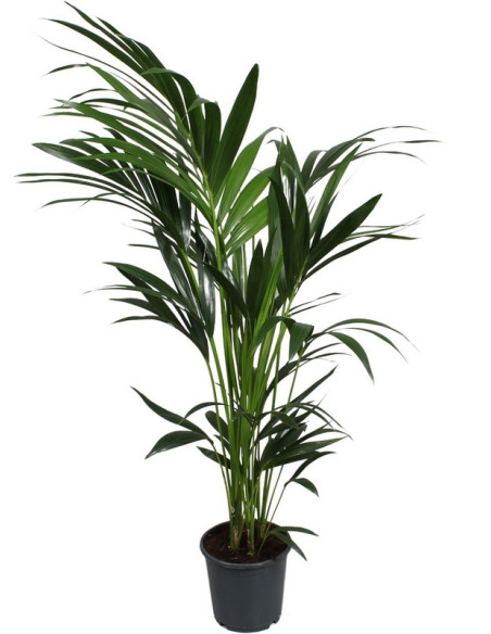 KENTIA 140CM T19CM