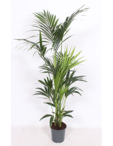 KENTIA 160CM T21CM