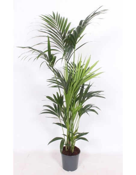 KENTIA 160CM T21CM