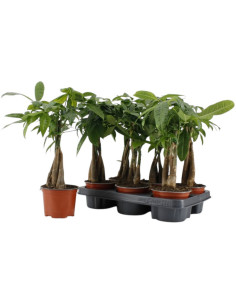 PACHIRA ACUATICA T12CM 40CM