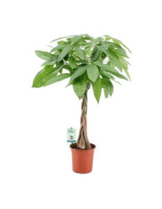 PACHIRA AQUATICA T20CM 100CM