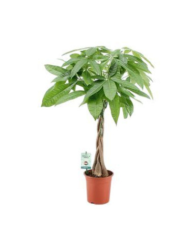 PACHIRA AQUATICA T20CM 100CM