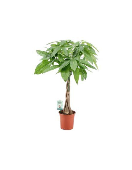 PACHIRA AQUATICA T20CM 100CM