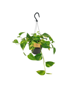 POTHOS PENJAR MIX T15CM