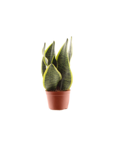 SANSEVIERA MINI MIX T9CM