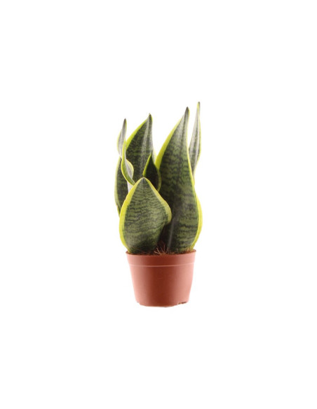 SANSEVIERA MINI MIX T9CM