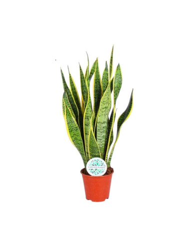 SANSEVIERA MIX T17CM