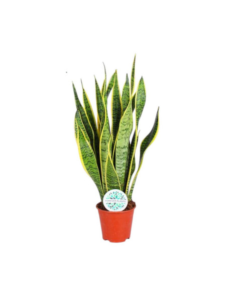 SANSEVIERA MIX T17CM