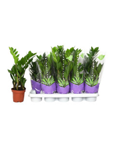 ZAMIOCULCA T12CM 45CM