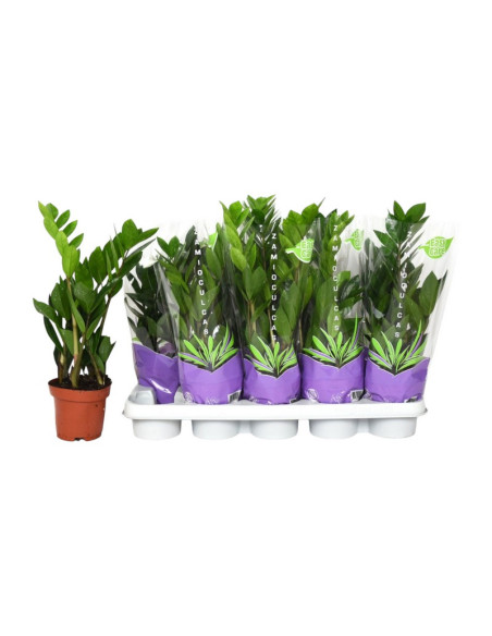 ZAMIOCULCA T12CM 45CM