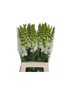 ANTIRRINIUM 70CM PAIS PREU TIJA POMX10