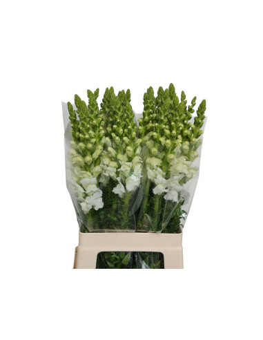 ANTIRRINIUM 70CM PAIS PREU TIJA POMX10
