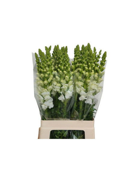 ANTIRRINIUM 70CM PAIS PREU TIJA POMX10