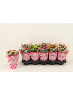 KALANCHOE CALANDIVA MIX T10,5CM
