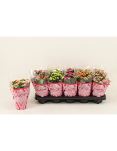KALANCHOE CALANDIVA MIX T10,5CM