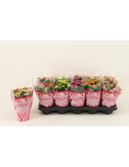 KALANCHOE CALANDIVA MIX T10,5CM