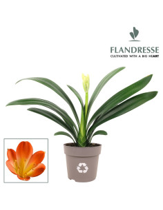 CLIVIA IMP T13CM