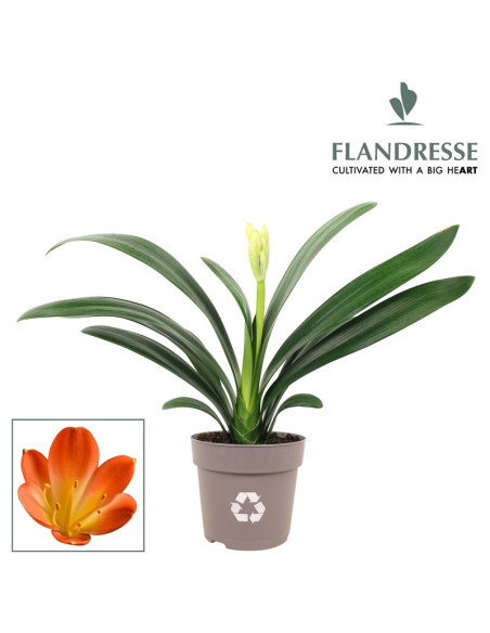 CLIVIA IMP T13CM
