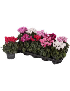 CYCLAMEN IMP MINI T11CM COLORS MIX