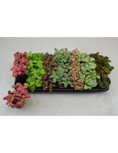 FITTONIA MIX T8,5CM MIX
