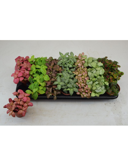 FITTONIA MIX T8,5CM MIX