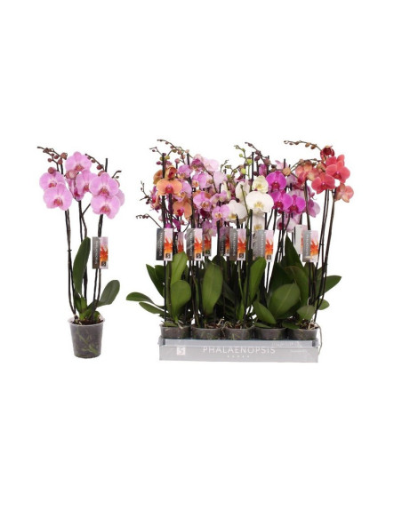 PHALANOPSIS T12CM 3BR MIX 65/70CM