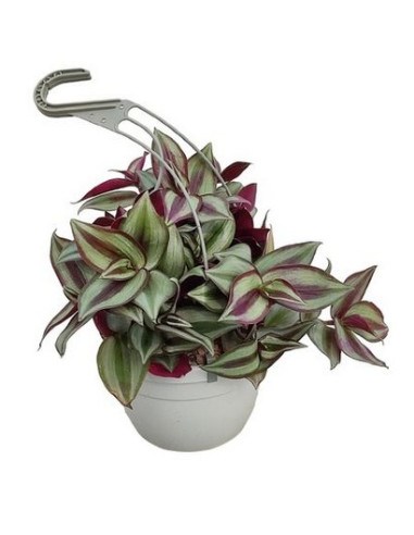 TRADESCANTIA ZEBRINA T2LT PENJADOR