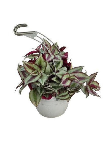 TRADESCANTIA ZEBRINA T2LT PENJADOR