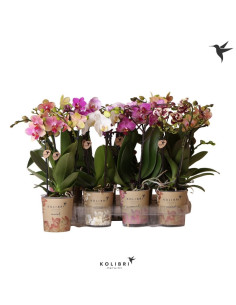 PHALANOPSIS T9CM 2BR MIX 40CM