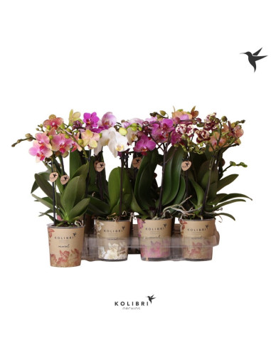 PHALANOPSIS T9CM 2BR MIX 40CM