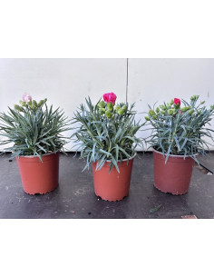 DIANTHUS CARYOPHYLLUS MIX T13CM 2