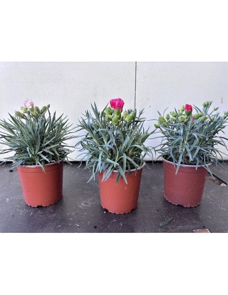 DIANTHUS CARYOPHYLLUS MIX T13CM