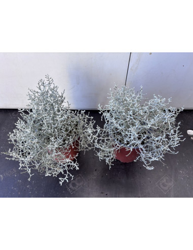 CALOCEPHALUS BROWNII T13CM