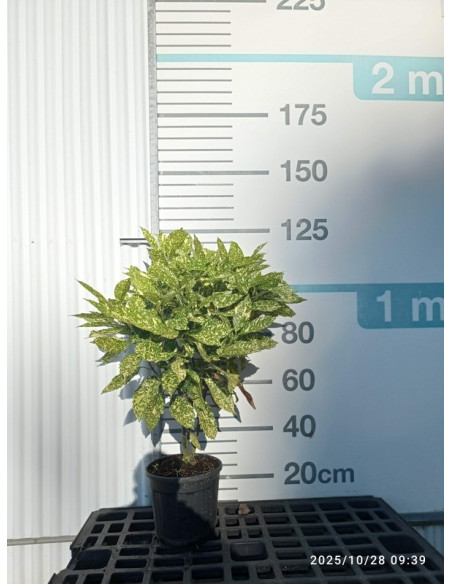 AUCUBA JAPONICA T10LT