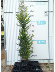 CUPRESSUS MACROCARPA LUTEA T18LT