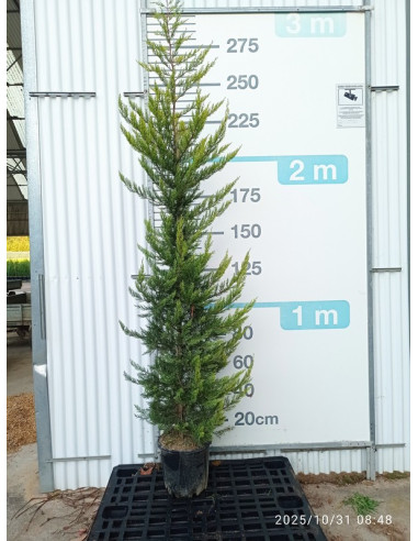 CUPRESSUS MACROCARPA LUTEA T18LT