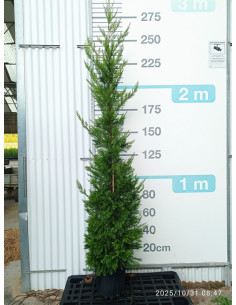CUPRESSUS LEYLANDII T18LT 200/250CM