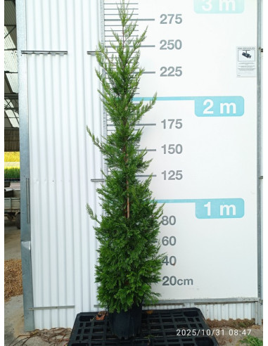 CUPRESSUS LEYLANDII T18LT 200/250CM